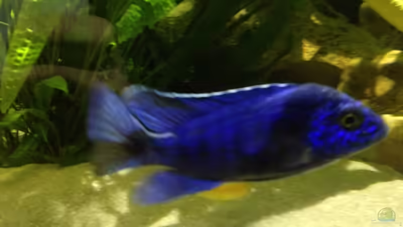 Besatz im Aquarium Malawi Tank von EL_LOCO (9)