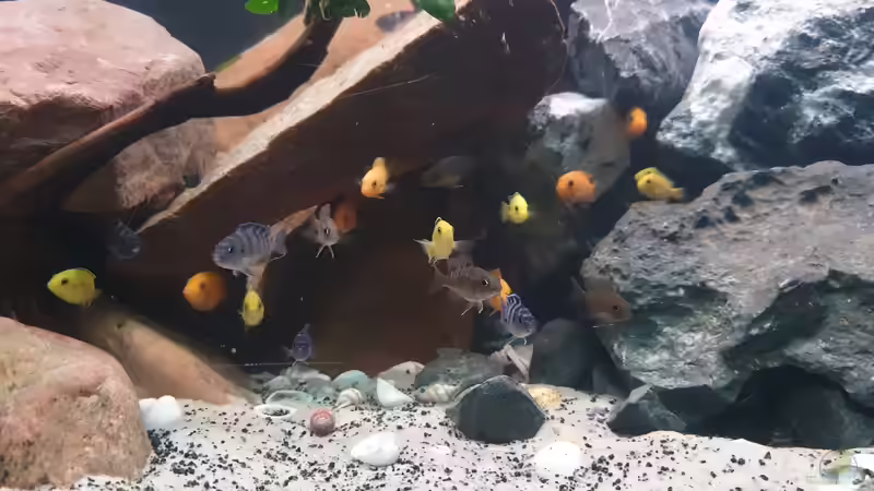Besatz im Aquarium Malawi Tank von EliJac (13)