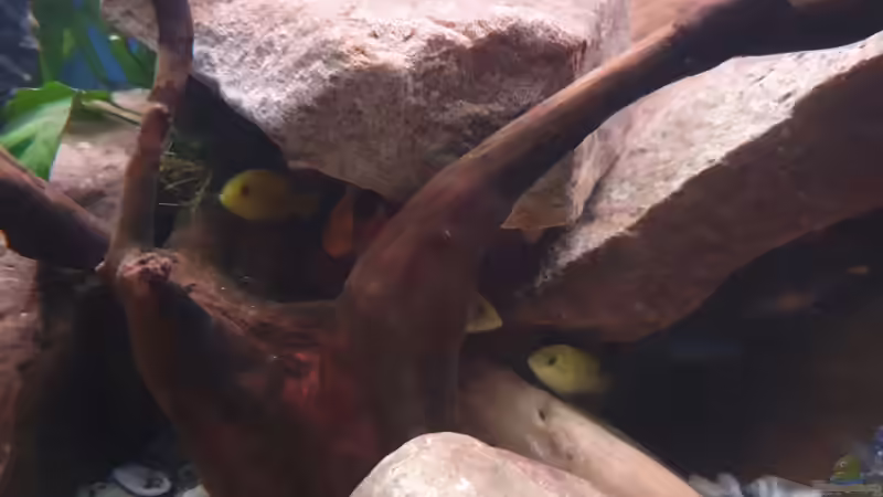 Besatz im Aquarium Malawi Tank von EliJac (15)