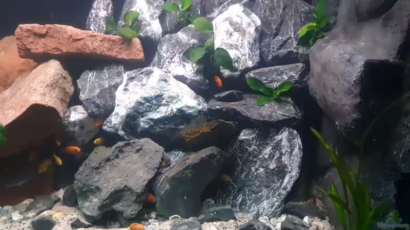Besatz im Aquarium Malawi Tank von EliJac (16)