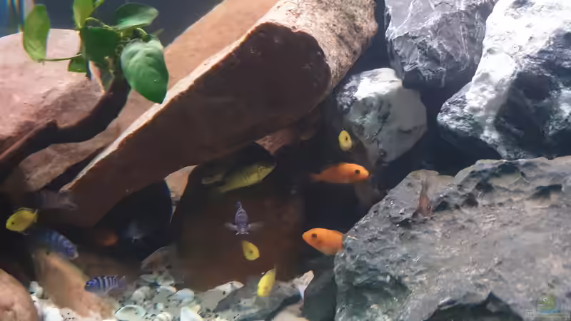 Besatz im Aquarium Malawi Tank von EliJac (17)