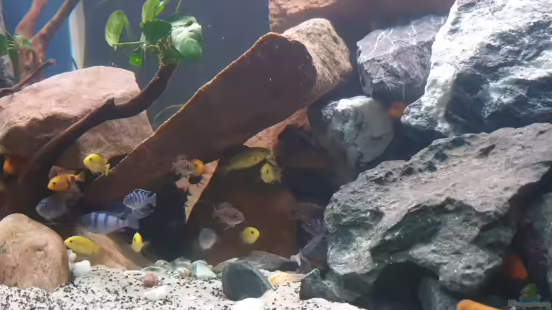 Besatz im Aquarium Malawi Tank von EliJac (19)