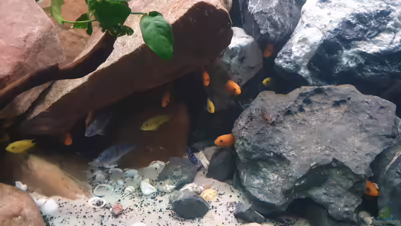 Besatz im Aquarium Malawi Tank von EliJac (20)