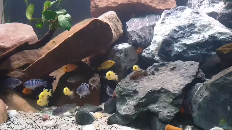 Besatz im Aquarium Malawi Tank von EliJac (21)