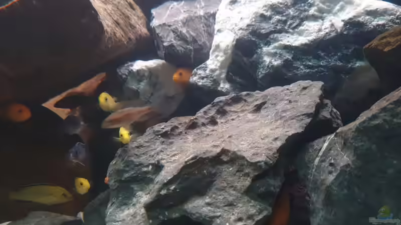 Besatz im Aquarium Malawi Tank von EliJac (22)