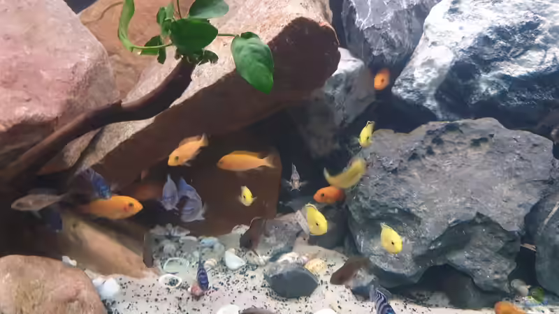 Besatz im Aquarium Malawi Tank von EliJac (25)
