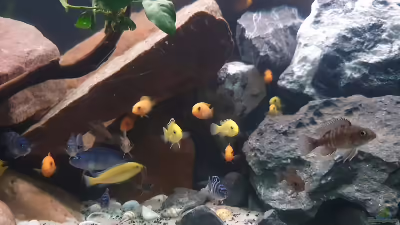 Besatz im Aquarium Malawi Tank von EliJac (26)