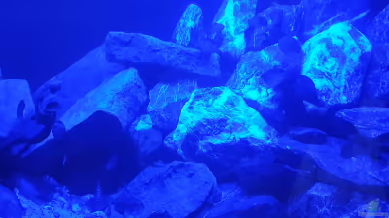 Besatz im Aquarium Malawi Tank von EliJac (31)