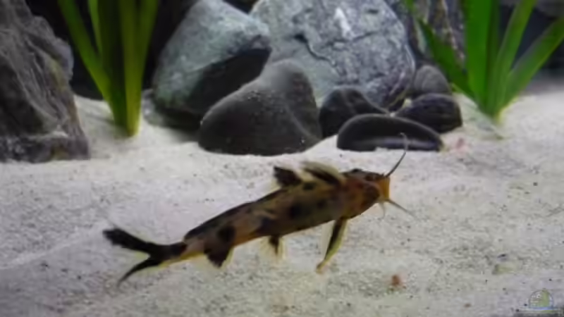 Besatz im Aquarium Malawi TV (nur noch als Beispiel) von Chris_R. (31)