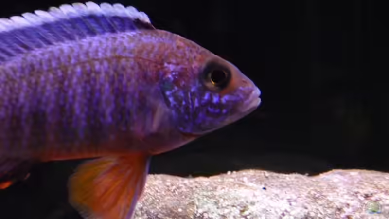 Besatz im Aquarium Malawi TV (nur noch als Beispiel) von Chris_R. (34)