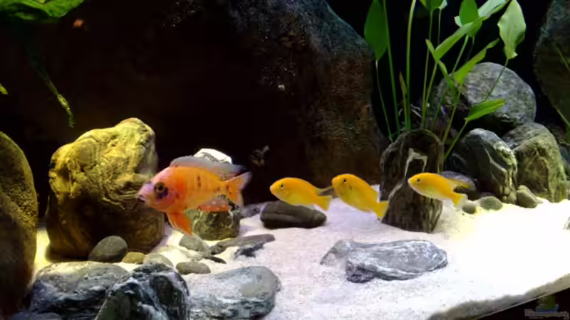 Besatz im Aquarium Malawi TV (nur noch als Beispiel) von Chris_R. (37)