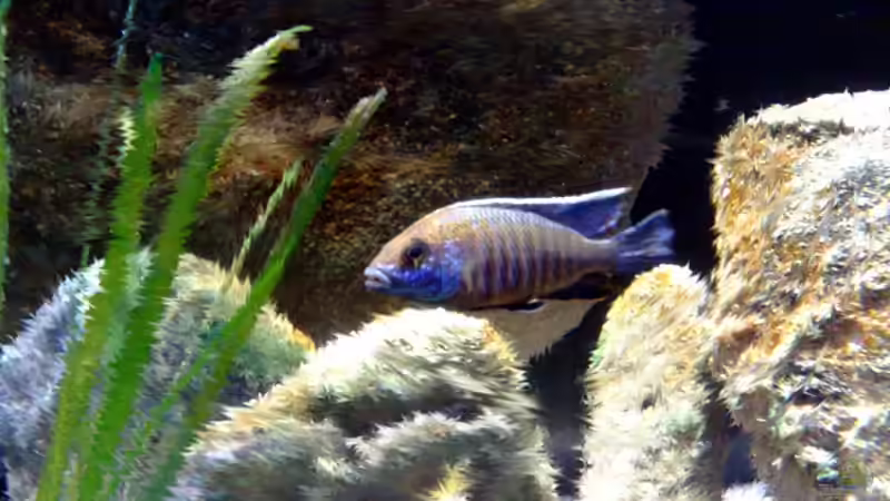 Besatz im Aquarium Malawi TV (nur noch als Beispiel) von Chris_R. (45)