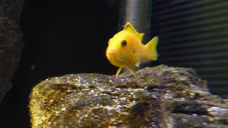 Besatz im Aquarium Malawi TV (nur noch als Beispiel) von Chris_R. (46)