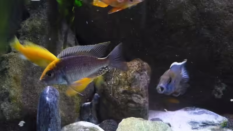 Besatz im Aquarium Malawi TV (nur noch als Beispiel) von Chris_R. (48)