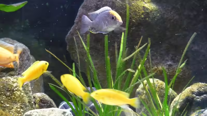 Besatz im Aquarium Malawi TV (nur noch als Beispiel) von Chris_R. (50)