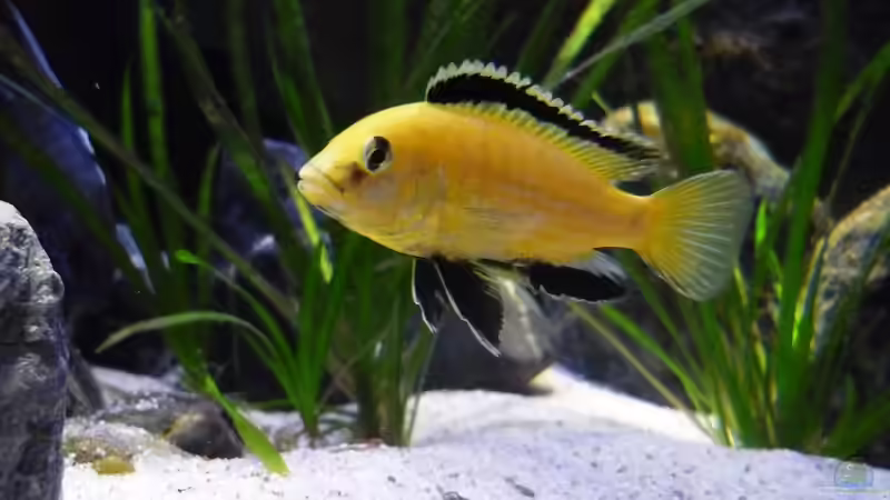 Besatz im Aquarium Malawi TV (nur noch als Beispiel) von Chris_R. (51)