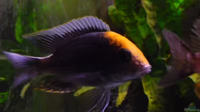 Besatz im Aquarium Malawi TV (nur noch als Beispiel) von Chris_R. (53)