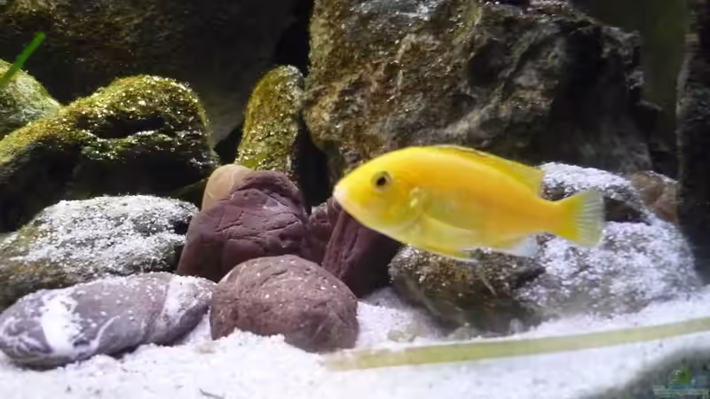 Besatz im Aquarium Malawi TV (nur noch als Beispiel) von Chris_R. (54)