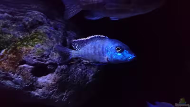 Besatz im Aquarium Malawi Übergangszone (Existiert nicht mehr) von Limited (10)