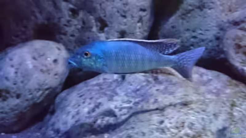 Besatz im Aquarium Malawi Übergangszone (Existiert nicht mehr) von Limited (11)