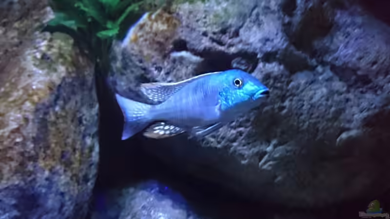 Besatz im Aquarium Malawi Übergangszone (Existiert nicht mehr) von Limited (12)