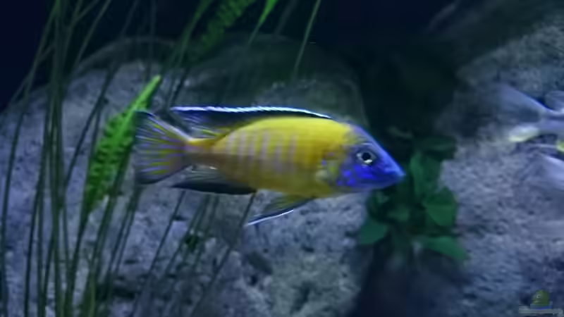 Besatz im Aquarium Malawi Übergangszone (Existiert nicht mehr) von Limited (13)