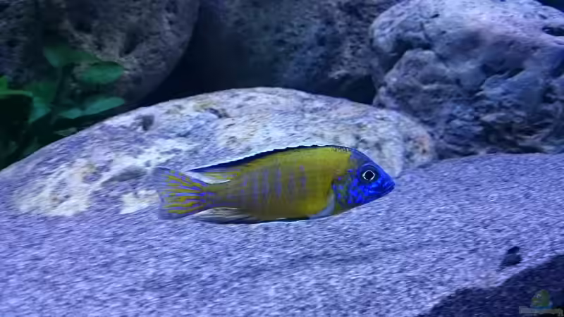 Besatz im Aquarium Malawi Übergangszone (Existiert nicht mehr) von Limited (16)