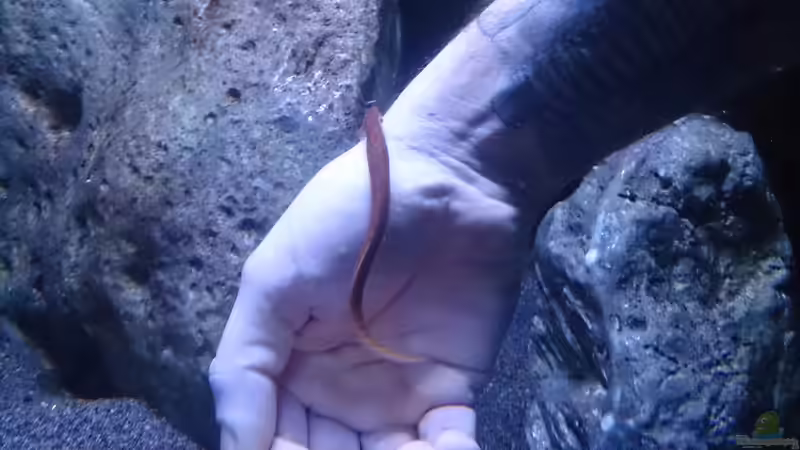 Besatz im Aquarium Malawi Übergangszone (Existiert nicht mehr) von Limited (17)