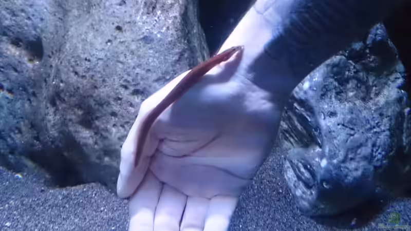 Besatz im Aquarium Malawi Übergangszone (Existiert nicht mehr) von Limited (18)