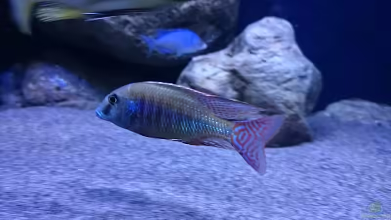 Besatz im Aquarium Malawi Übergangszone (Existiert nicht mehr) von Limited (22)