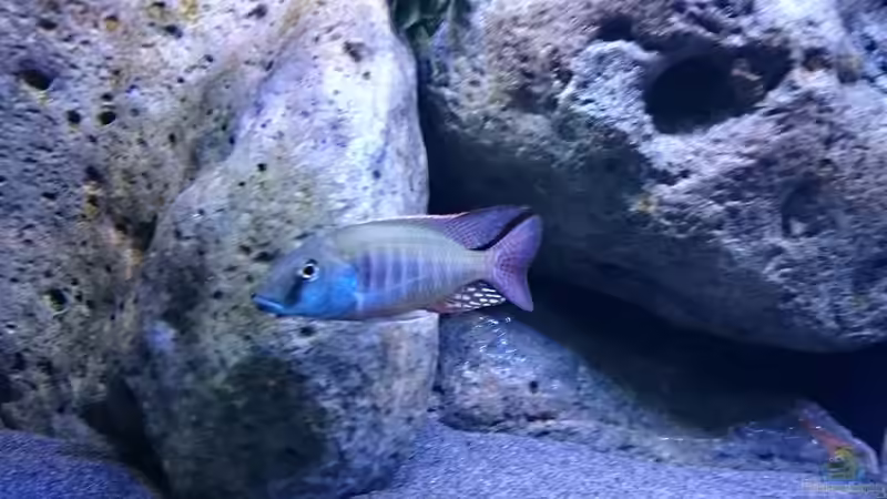 Besatz im Aquarium Malawi Übergangszone (Existiert nicht mehr) von Limited (23)