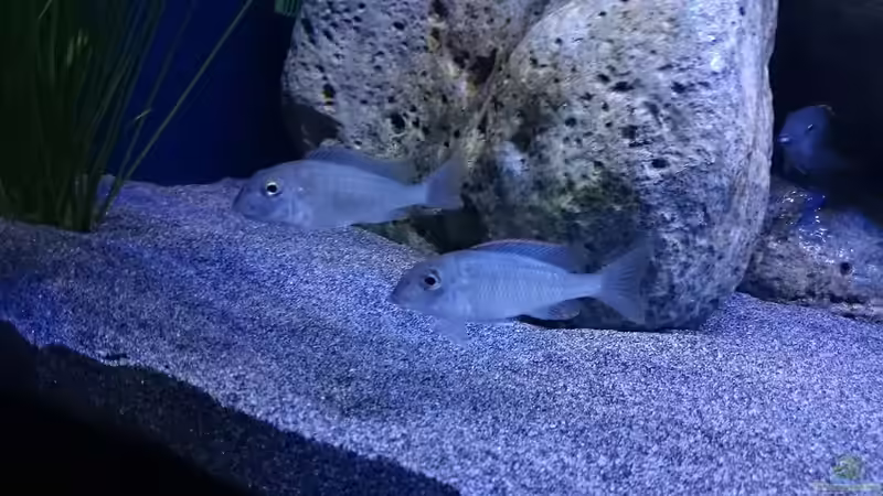 Besatz im Aquarium Malawi Übergangszone (Existiert nicht mehr) von Limited (24)