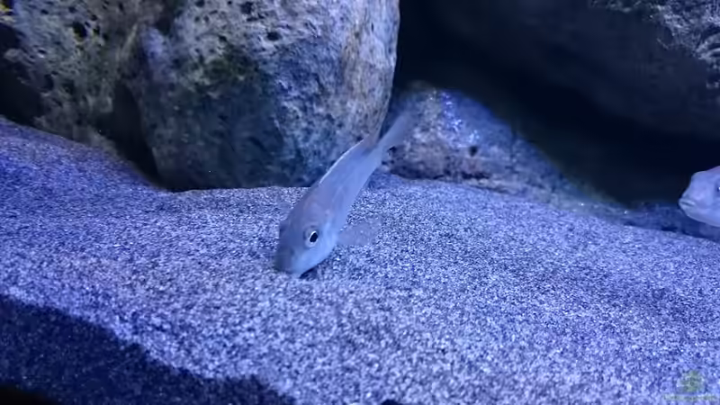 Besatz im Aquarium Malawi Übergangszone (Existiert nicht mehr) von Limited (25)