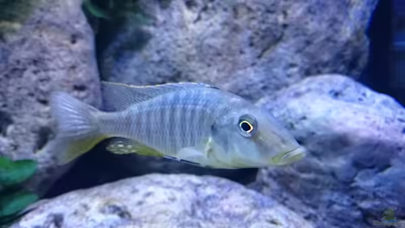 Besatz im Aquarium Malawi Übergangszone (Existiert nicht mehr) von Limited (26)