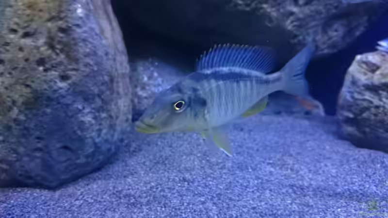 Besatz im Aquarium Malawi Übergangszone (Existiert nicht mehr) von Limited (27)