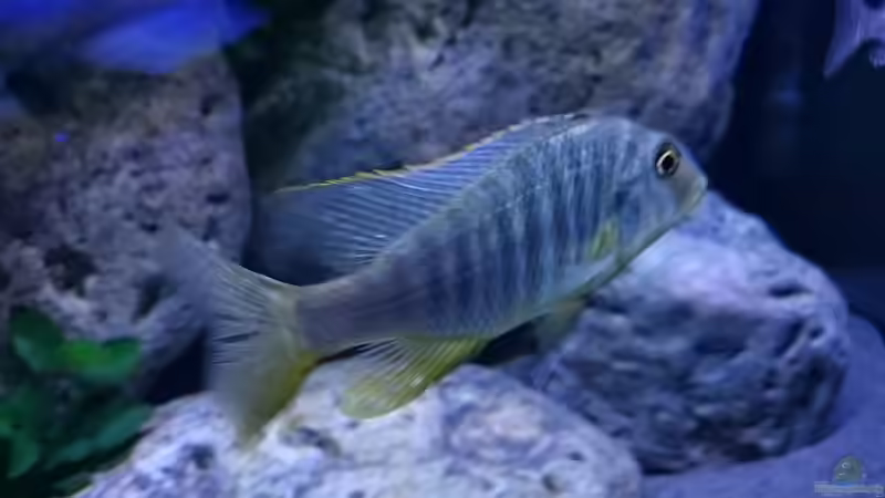 Besatz im Aquarium Malawi Übergangszone (Existiert nicht mehr) von Limited (29)