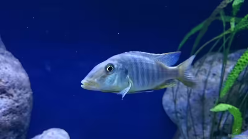 Besatz im Aquarium Malawi Übergangszone (Existiert nicht mehr) von Limited (30)