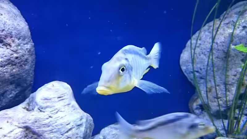 Besatz im Aquarium Malawi Übergangszone (Existiert nicht mehr) von Limited (31)