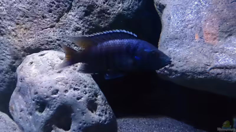 Besatz im Aquarium Malawi Übergangszone (Existiert nicht mehr) von Limited (33)