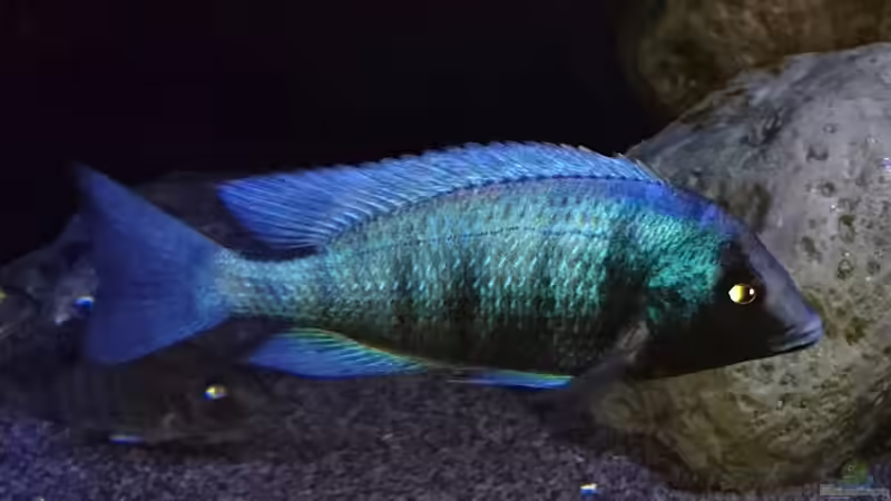 Besatz im Aquarium Malawi Übergangszone (Existiert nicht mehr) von Limited (9)