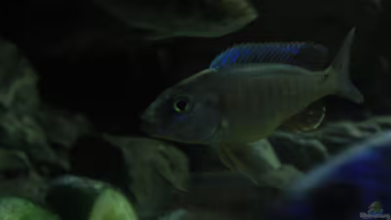 Besatz im Aquarium Malawi und Beton von skipper1202 (57)