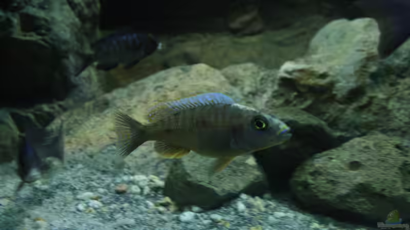 Besatz im Aquarium Malawi und Beton von skipper1202 (58)