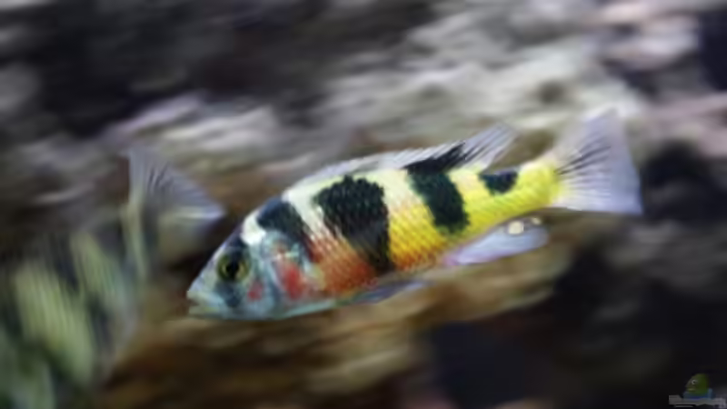 Besatz im Aquarium Malawi/Viktoria Becken 420l von Malawi420l (10)