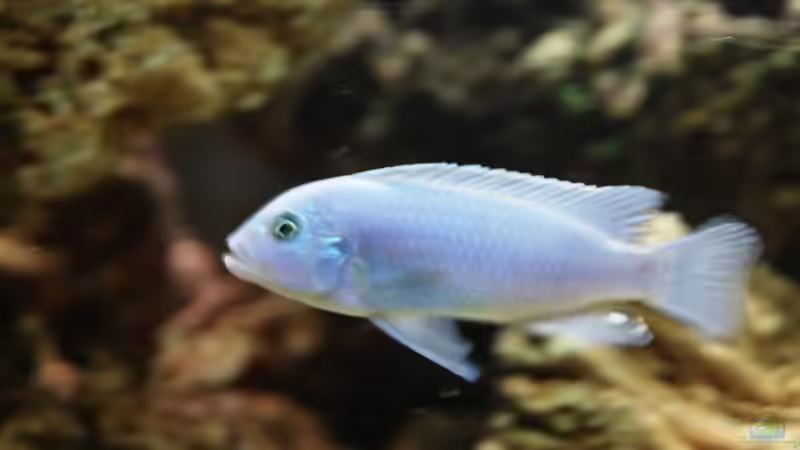 Besatz im Aquarium Malawi/Viktoria Becken 420l von Malawi420l (11)