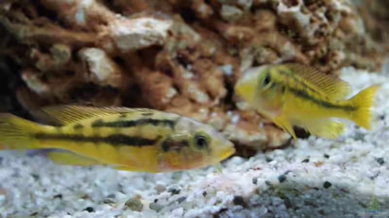 Besatz im Aquarium Malawi/Viktoria Becken 420l von Malawi420l (12)