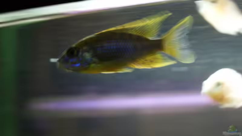 Besatz im Aquarium Malawi/Viktoria Becken 420l von Malawi420l (13)