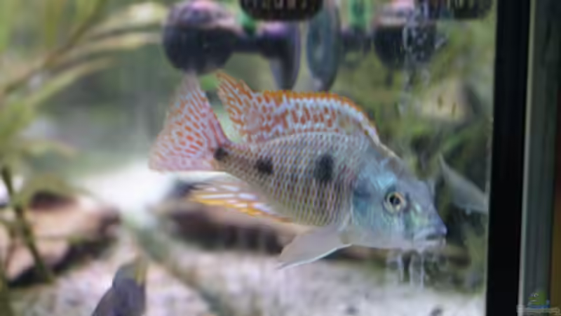 Besatz im Aquarium Malawi/Viktoria Becken 420l von Malawi420l (14)