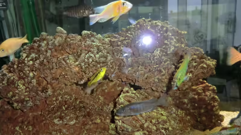 Besatz im Aquarium Malawi/Viktoria Becken 420l von Malawi420l (15)