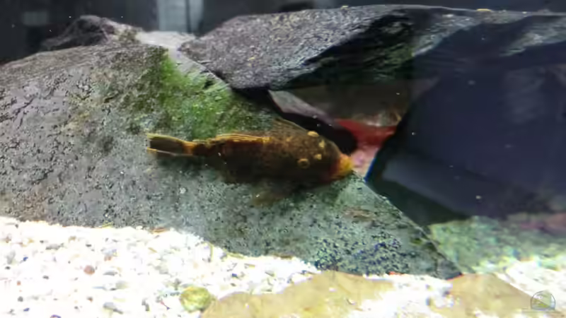 Besatz im Aquarium Malawi/Viktoria Becken 420l von Malawi420l (18)