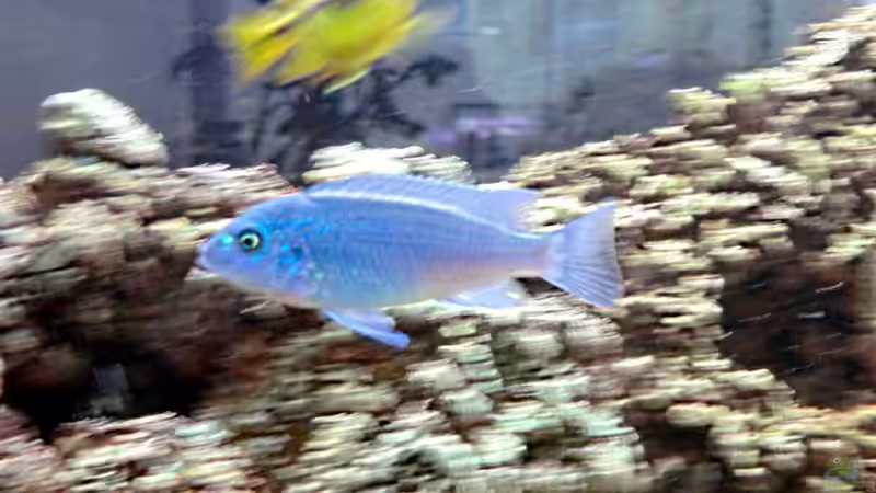 Besatz im Aquarium Malawi/Viktoria Becken 420l von Malawi420l (19)